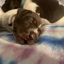 German Shorthaired Pointer and Jack Russell Terrier Puppies from Ivy Creek Kennels