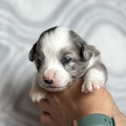 Miniature Australian Shepherd and Toy Australian Shepherd Puppies from Cherry Grove Kennel