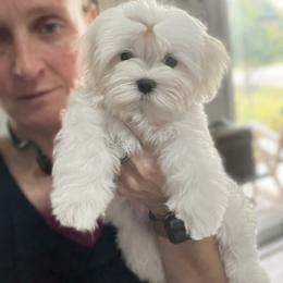 Puppy 1 - White male Maltese puppy in Clarksville, Tennessee from Iron Angel Maltese