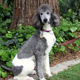 Sadie - Poodle