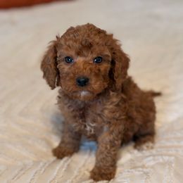 Cinnamon - Red  male Goldendoodle puppy in Sallisaw, Oklahoma from Huddle Puppies