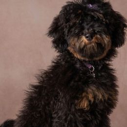 Poodle Puppies from Horse Creek Valley Ranch