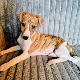 Limerick - Red brindle male Whippet puppy in Goldendale, Washington from Amulet Charm