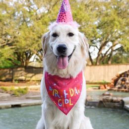 Clementine - Golden Retriever