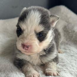 Apollo - Blue male Pomsky puppy in Boonville, Indiana from Elysian Pomskies