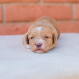 Aussiedoodle and Goldendoodle Puppies from Ever After Doodles Arizona