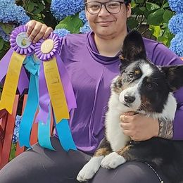 Cardigan Welsh Corgis from Kahukura Cardigans