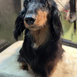 Shadie - Dachshund
