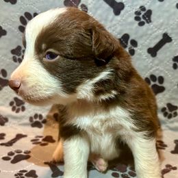Girl 2 - Red & white female Miniature Australian Shepherd puppy in Yucca Valley, California from Pedroza Farm