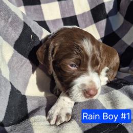 Boy 1 - Liver and white male English Springer Spaniel puppy in Socorro, New Mexico from Huntin' Buddies