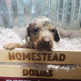 Nitro - Dapple male Dachshund puppy in Cumberland, Wisconsin from Homestead Doxies & Shepherds LLC