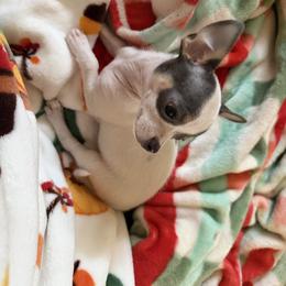 Bobby CKC - Blue and white male Chihuahua puppy in Amity, Pennsylvania from Rhoda and Verna