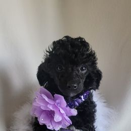 Poodle Puppies from Bobbies poodles