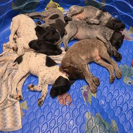 German Shorthaired Pointer Puppies from Bee Stepien