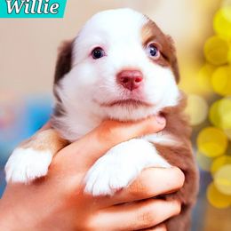 Willie - Red tri male Miniature Australian Shepherd puppy in Punta Gorda, Florida from Christie's Creekside Aussies