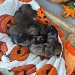 Dachshund puppies from The Wanderin’ Doxie