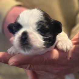 Black and white boy - Black and white male Shih Tzu puppy in Berkeley Springs, West Virginia from Sandridge Shih Tzus