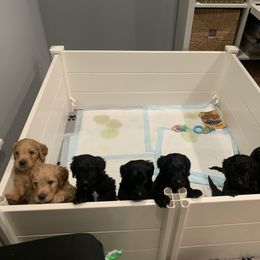 Goldendoodle Puppies from Kona’s Pups