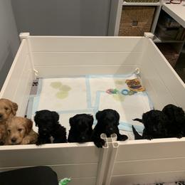 Goldendoodle Puppies from Kona’s Pups