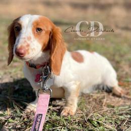 Jewel - Red female Dachshund puppy in Huntington, Texas from Camacho_Dachshunds