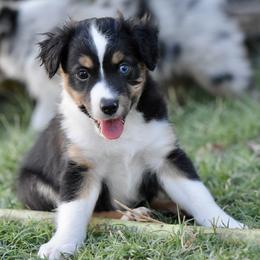 Bronx - Black tri male Toy Australian Shepherd puppy in Wichita Falls, Texas from Shooting Stars Ranch Toy and Mini Aussies