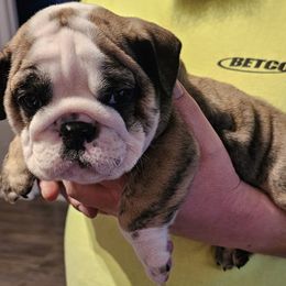 Bulldog Puppies from Magill's Bulldogs