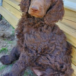 Poodle Puppies from Edith and Company Fantastic Standard Poodle Life