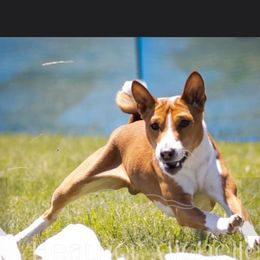 Basenji All Grown Up from WayCon kennels