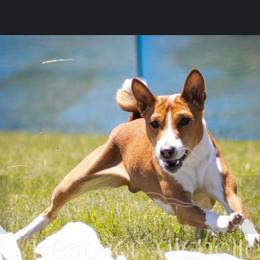 Basenji All Grown Up from WayCon kennels