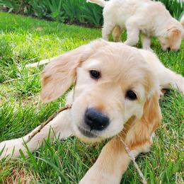 Golden Retriever Puppies from Golden Meadows of Utah