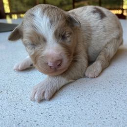 Red Forest - Red merle male Miniature Australian Shepherd puppy in Prunedale, California from 4MLA STABLES