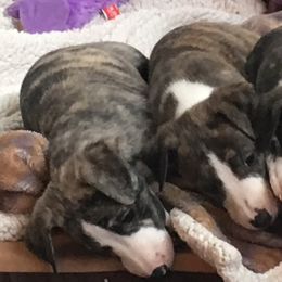 Whippet Puppies from Aristaios Farms