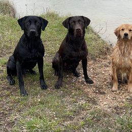Labrador Retrievers from Crawford Dogs