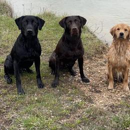 Labrador Retrievers from Crawford Dogs