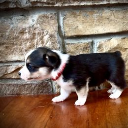 RED - Black and tan female Pembroke Welsh Corgi puppy in Guilford, Indiana from Manning Family Farm
