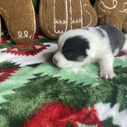 Girl 1 - Black and tan female Pembroke Welsh Corgi puppy in Rosharon, Texas from Morning Glory Corgis