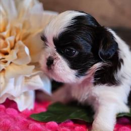 Drizzle - Sable and white female Shih Tzu puppy in Sanger, California from Hillsides Shih-Tzu
