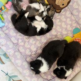 Shetland Sheepdog Puppies from Lexy's Shetland Sheepdogs