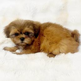 AKC Rosie - Red female Shih Tzu puppy in Greenville, South Carolina from Babyface Shih Tzu