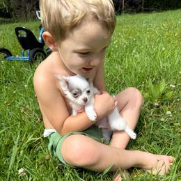 Everest (lilac spotted) - Blue and white male Chihuahua puppy in Laurel, Mississippi from Home of Tiny Chihuahuas