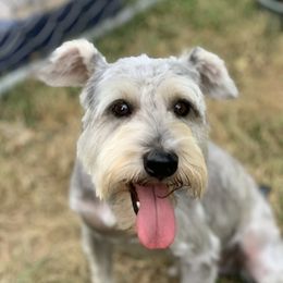 Charlie - Miniature Schnauzer