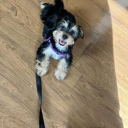 Assorted Doodle Crosses, Double Doodle, Maltipoo, Morkie, and Yorkipoo Puppies from Danza Bolo