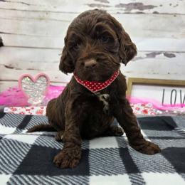 Sully - Liver and white male Springerdoodle puppy in Lisbon, Ohio from Willow Lane Doodles