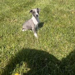 Whippet Puppies from Hertzog  Whippets