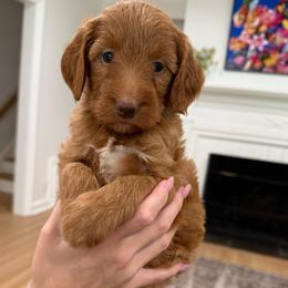 Purple collar girl - Red  female Goldendoodle puppy in Ridgewood, New Jersey from Jessie’s Doodles