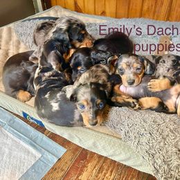Dachshunds from Emily’s Dachshund Puppies