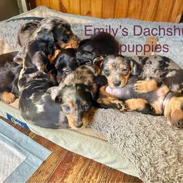 Dachshunds from Emily’s Dachshund Puppies