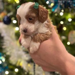Stella Rae - GUARDIAN HOME  (READ BIO) - Red  female Goldendoodle puppy in Vancouver, Washington from Pnwfamilydoodles