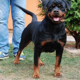 Gisma - Rottweiler