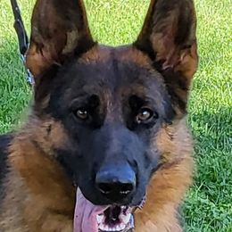 Quanza - German Shepherd